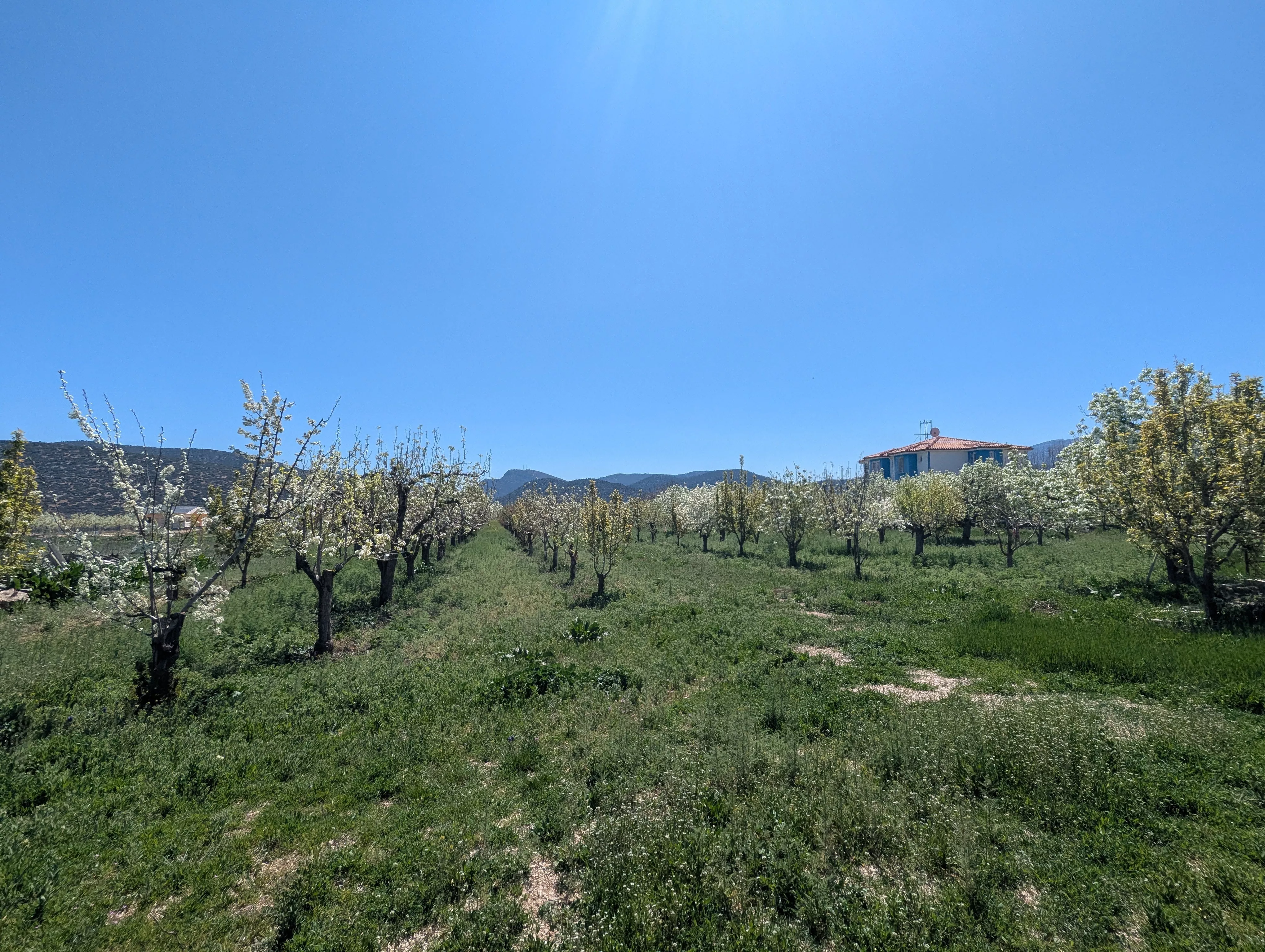 Сельскохозяйственная земля в Коркутели Анталия  на продажу